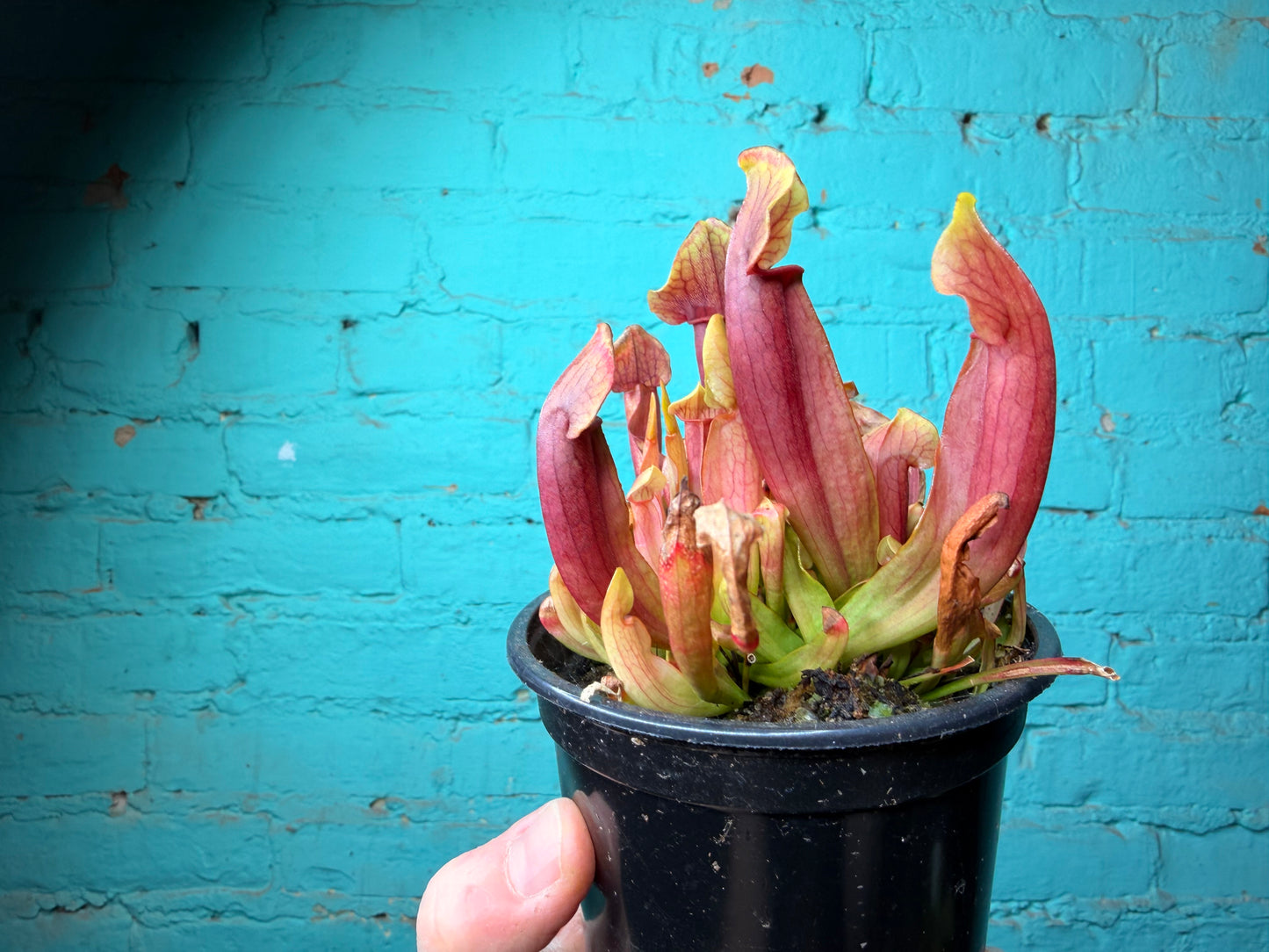 Sarracenia Maroon 4”