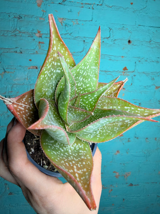 Aloe Deltiodeodort 4”