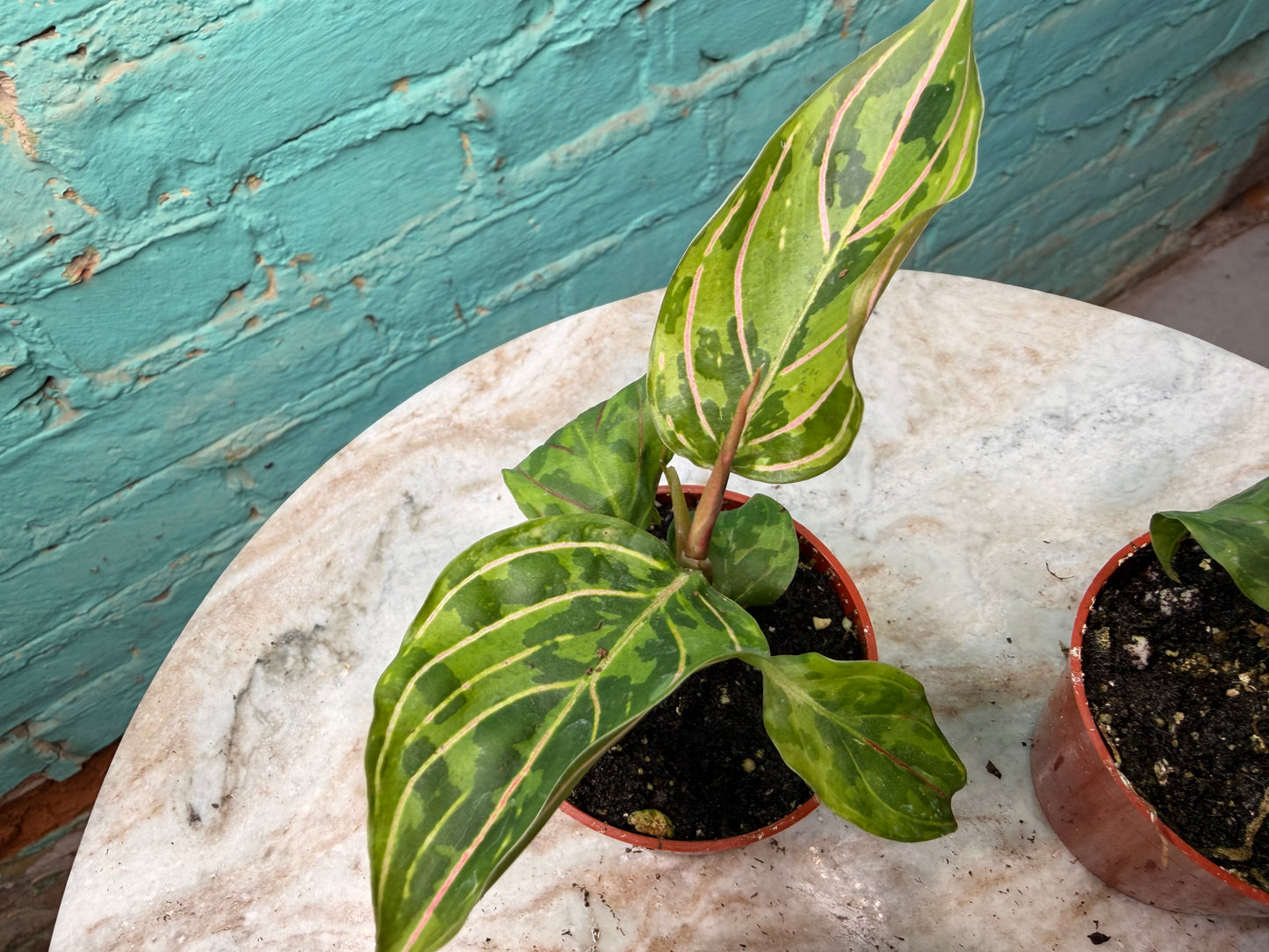 Aglaonema Red Army 2.5”