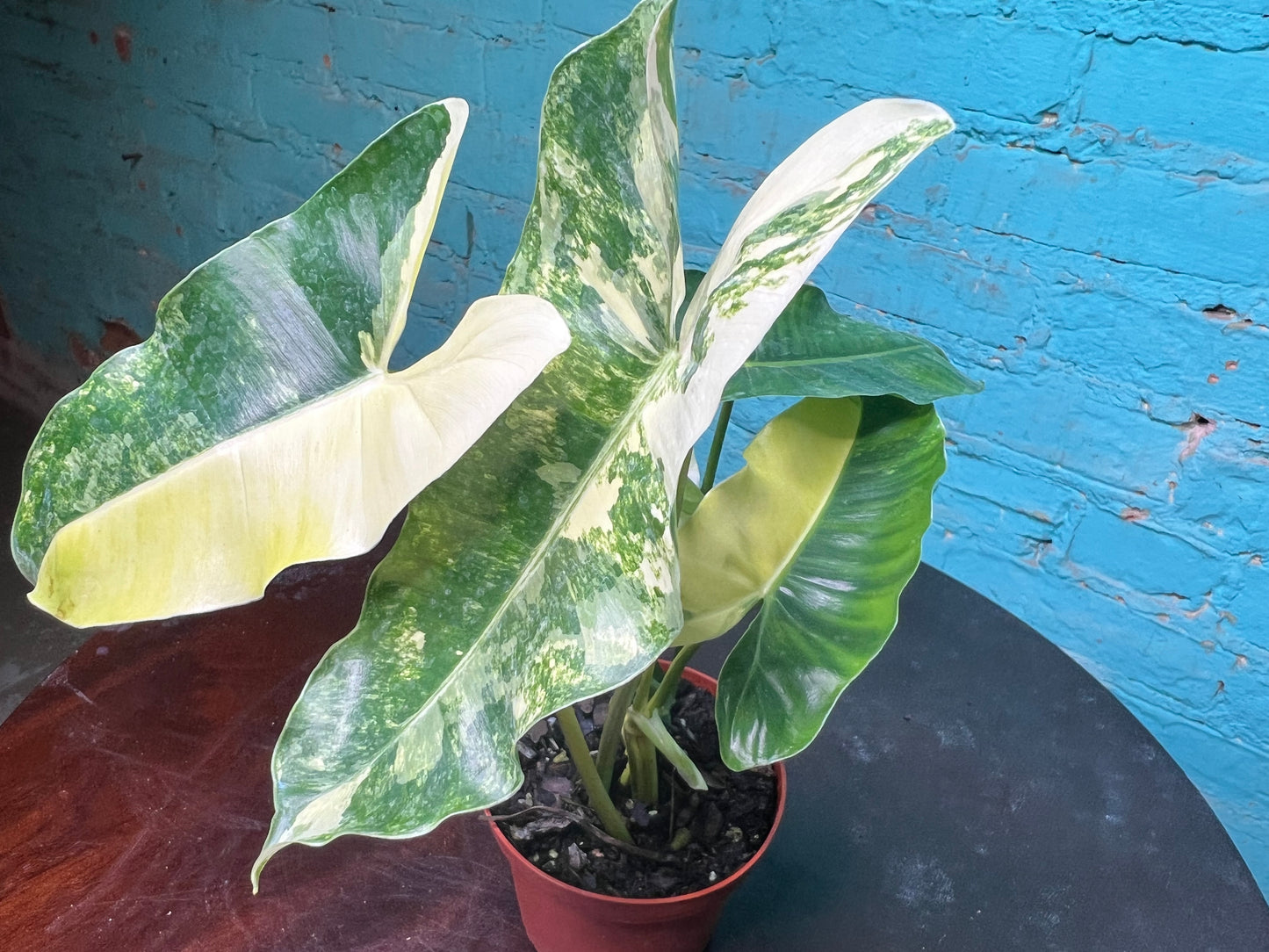 Philodendron Burle Marx Variegated 4”