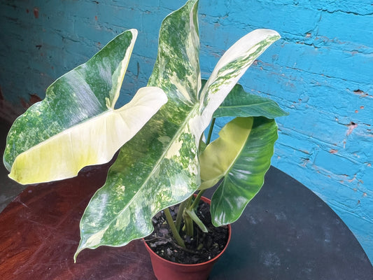 Philodendron Burle Marx Variegated 4”