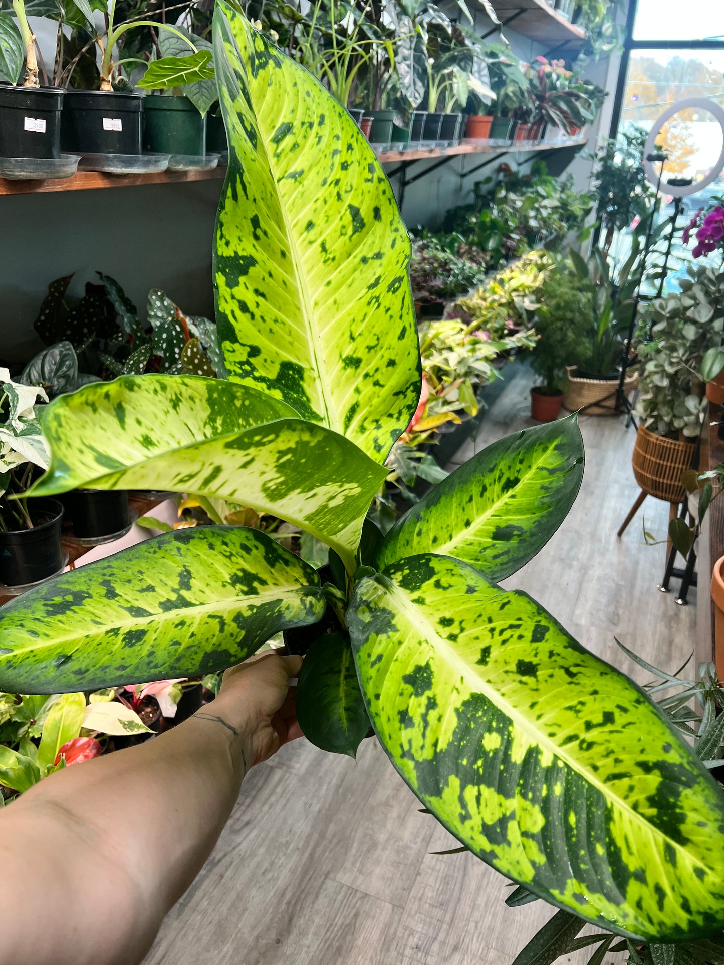 Dieffenbachia  8”