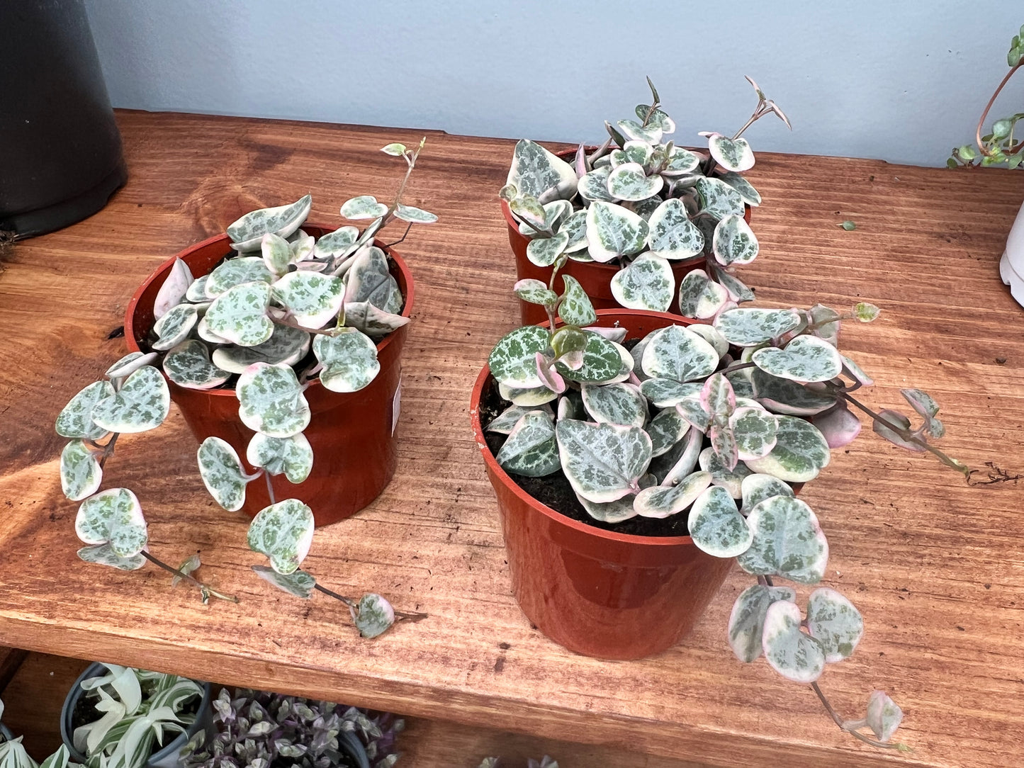 Variegated String of Hearts 3”