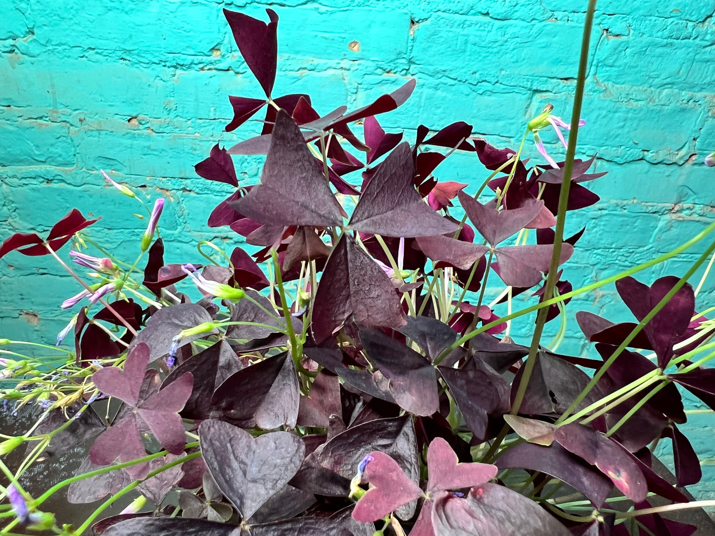 Purple Shamrocks 4”