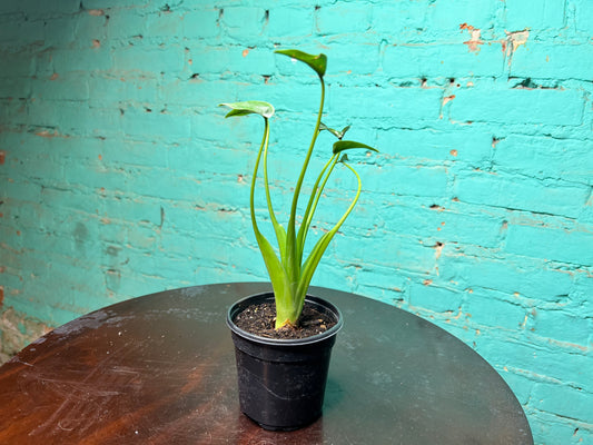 Alocasia Tiny Dancer 4”