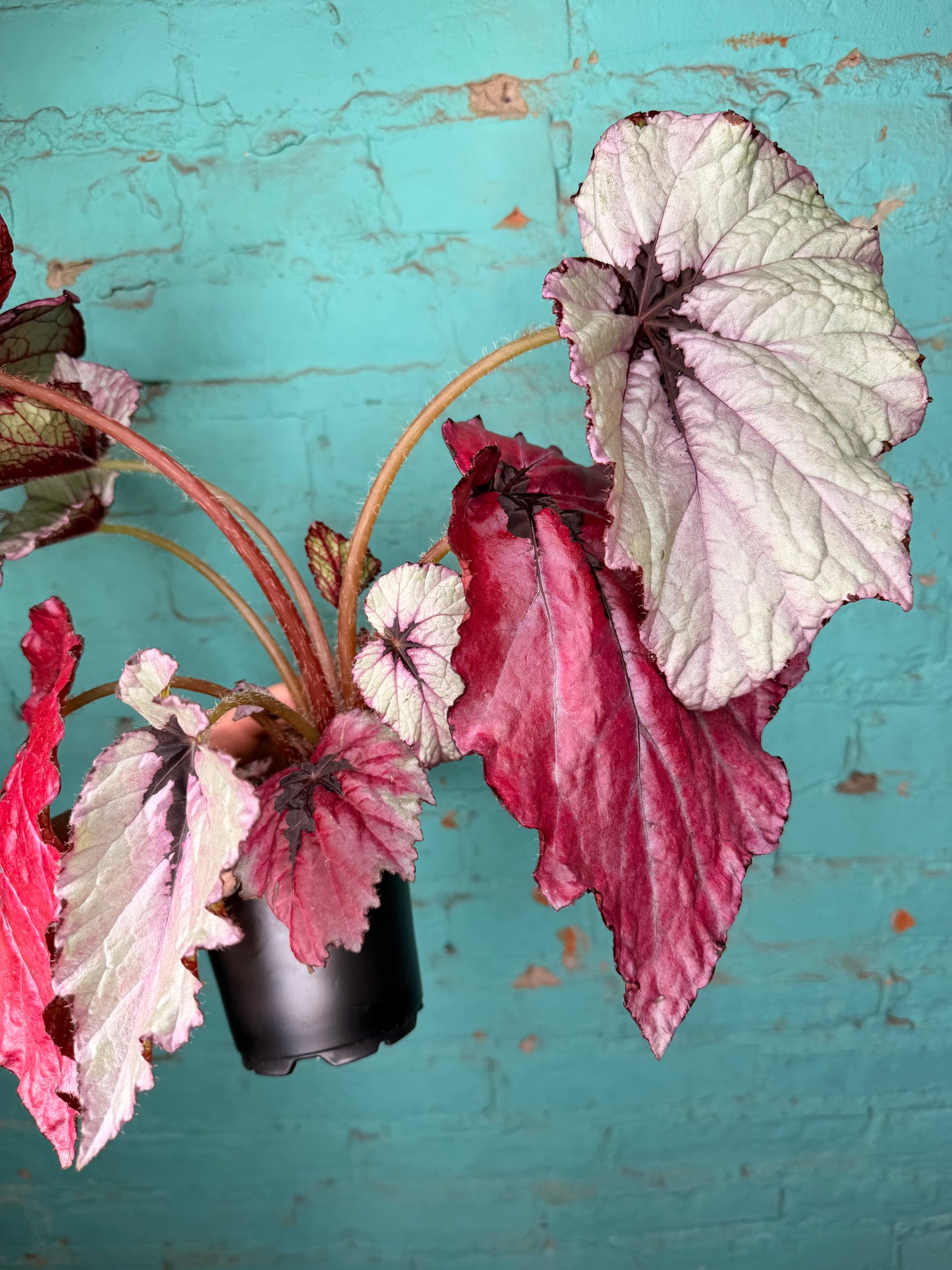 Begonia T-Rex ‘Ruby Slipper’
