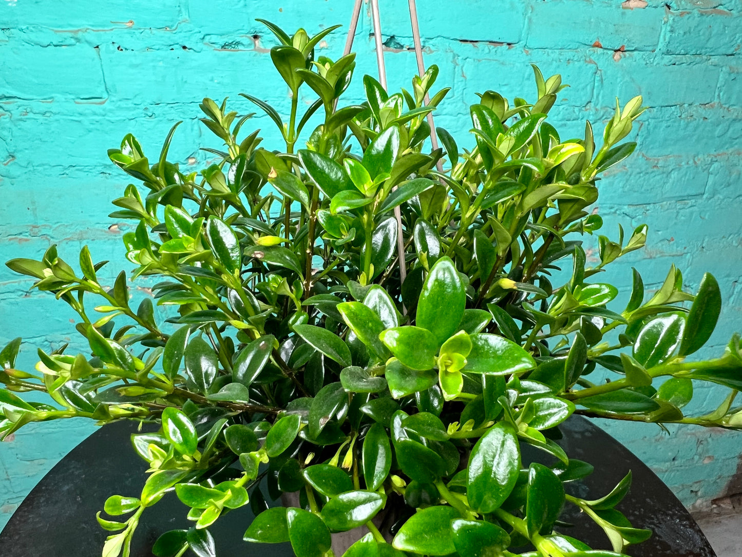 Goldfish plant 6” basket