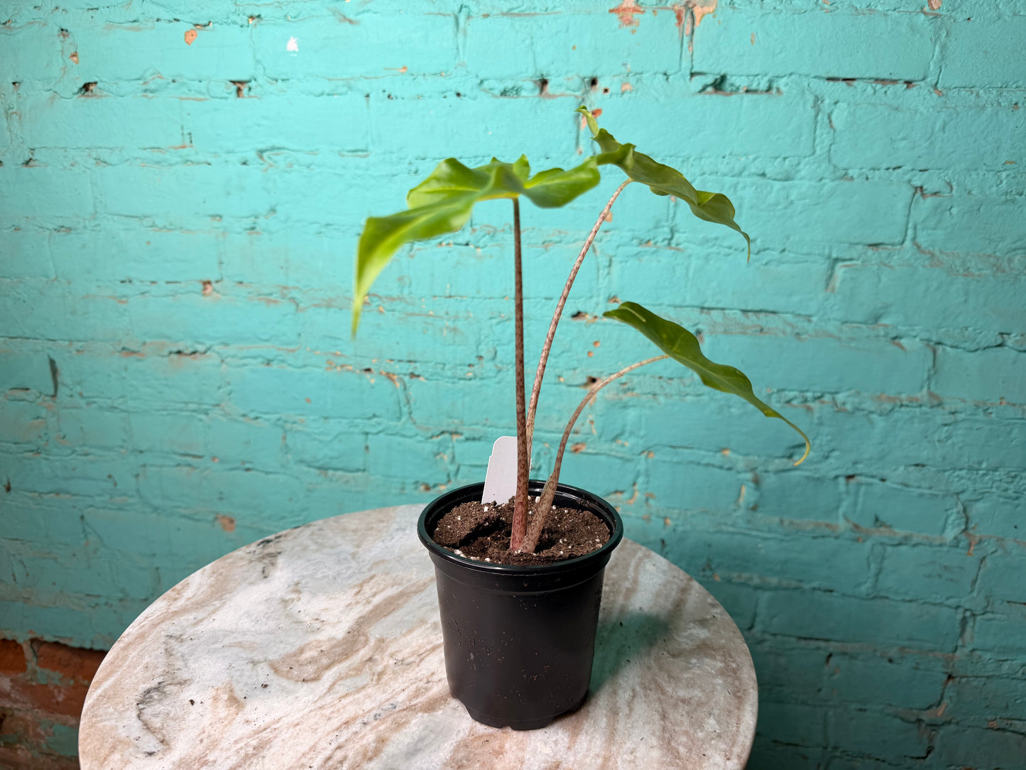 Alocasia Golden Dragon 4”