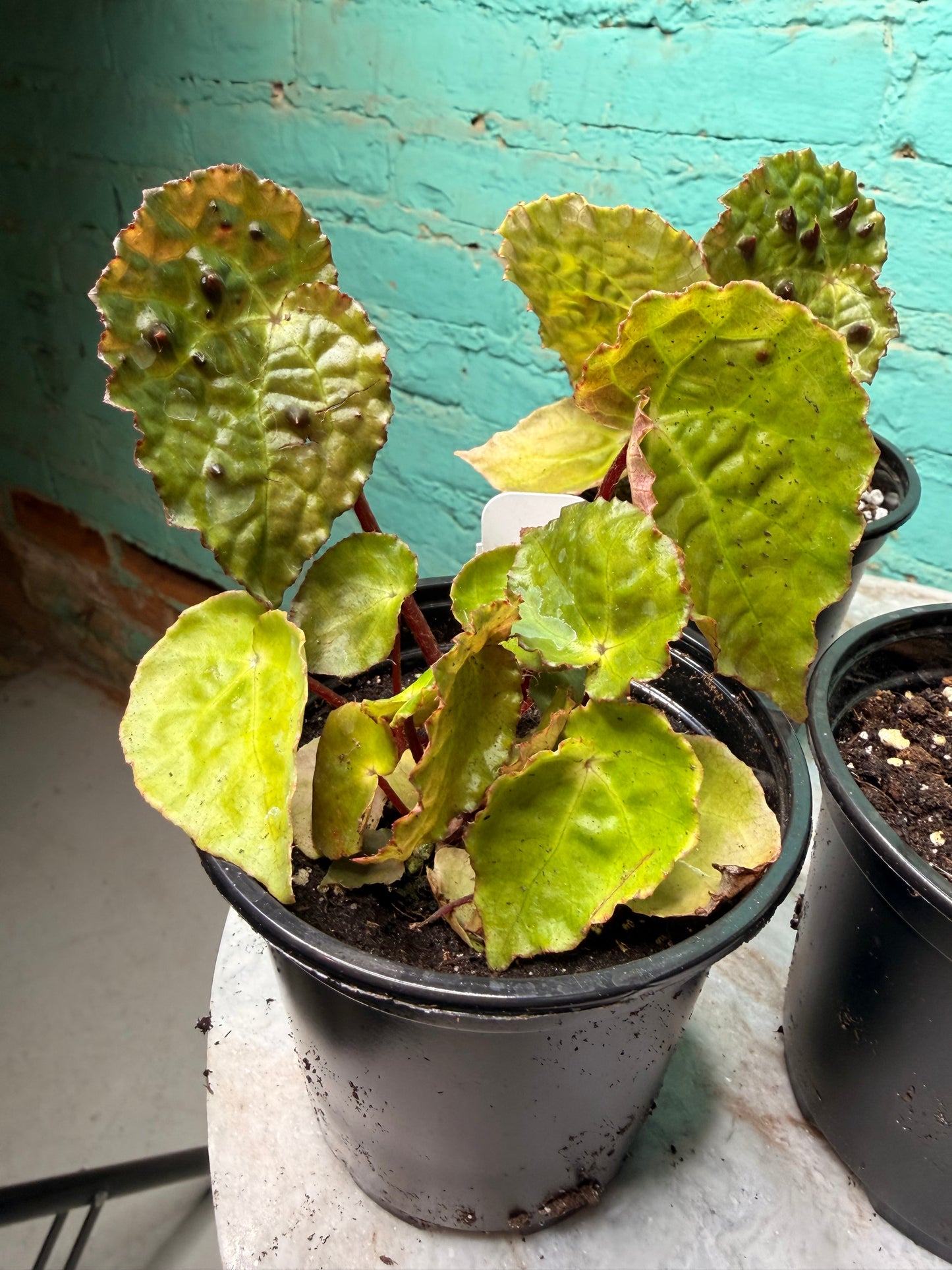 Begonia Ferox 4”