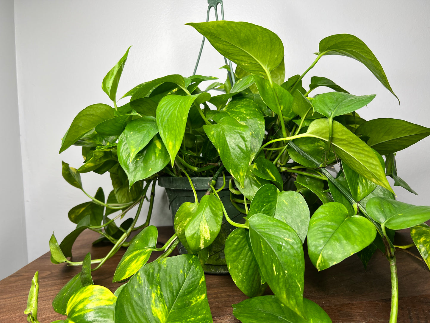 Golden pothos 8” basket