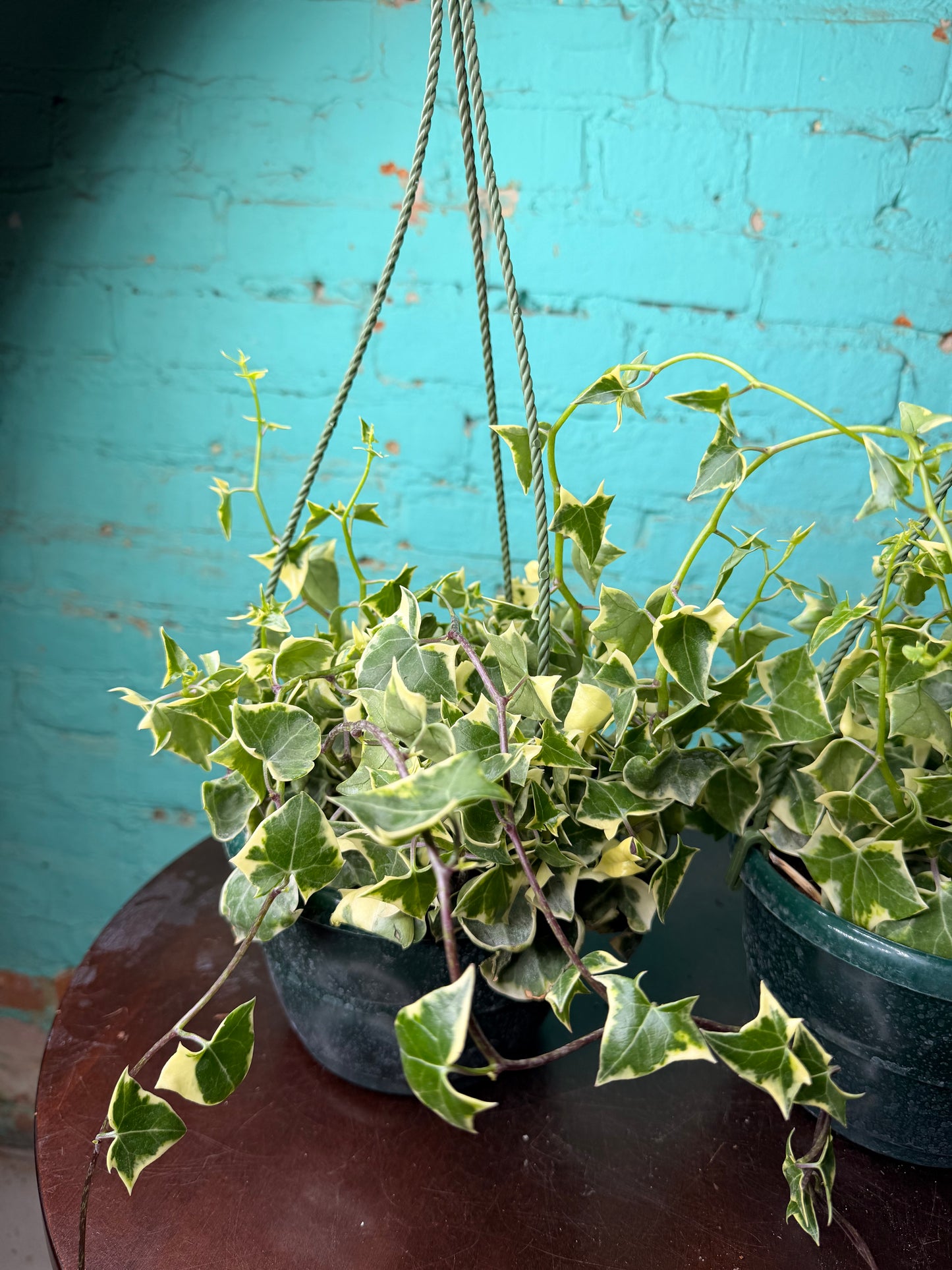Wax Ivy 6”