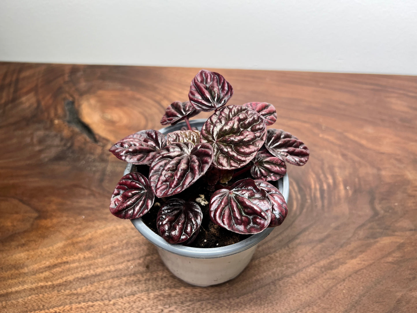 Peperomia Luna Red