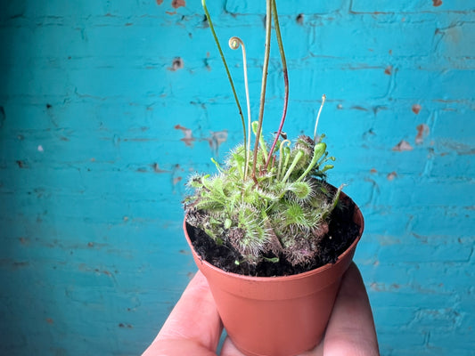 Carnivorous- Spoon Sundew