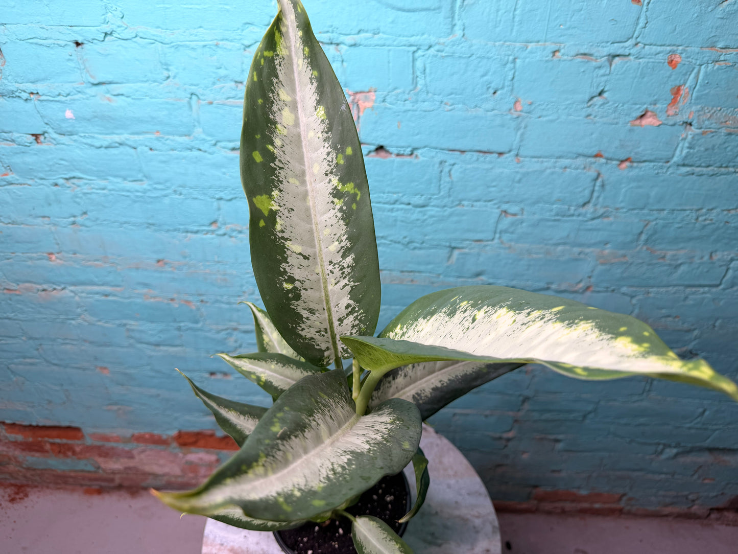 Dieffenbachia 6”