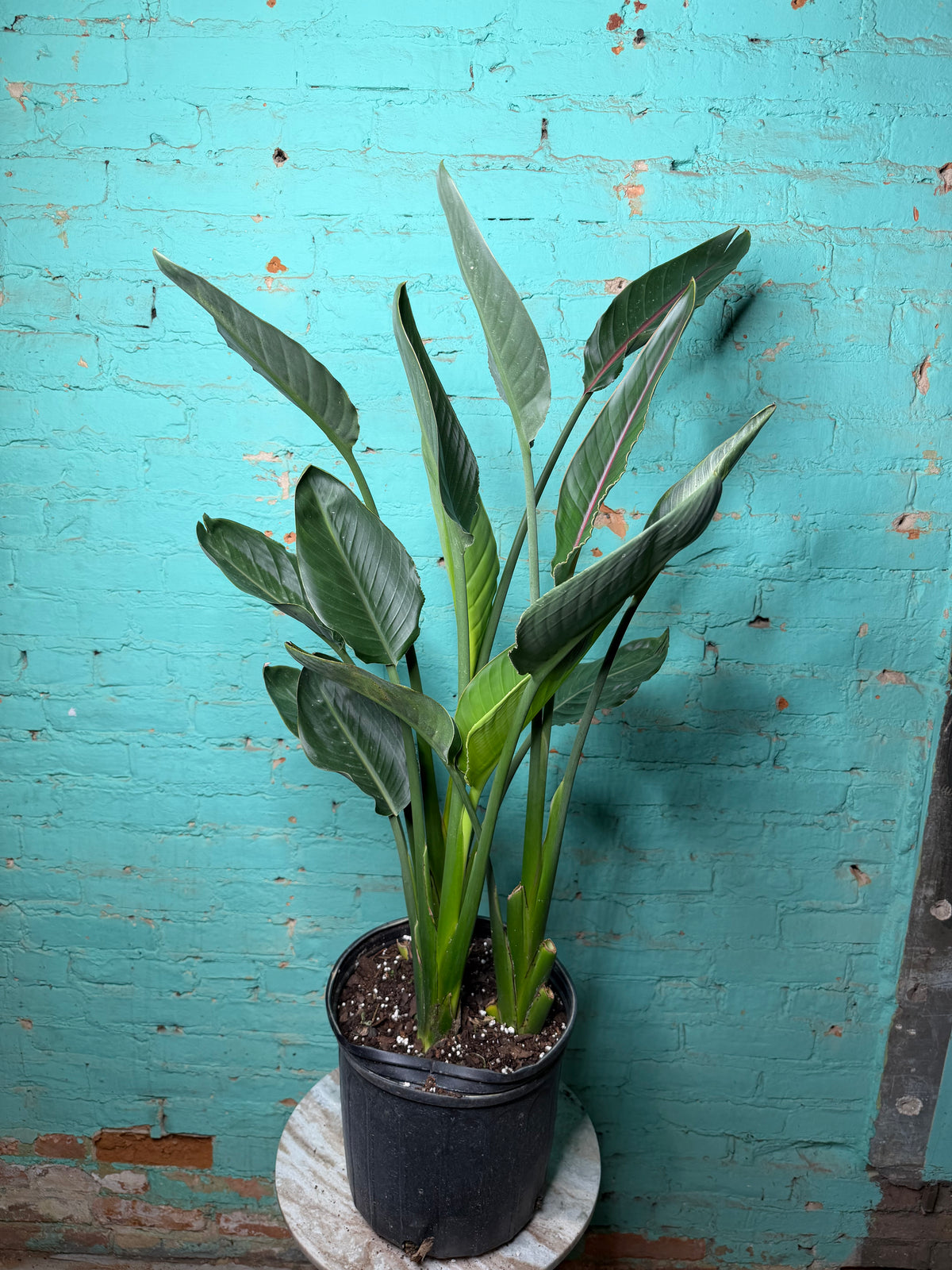 Bird Of Paradise-Orange 10” 39”-41”