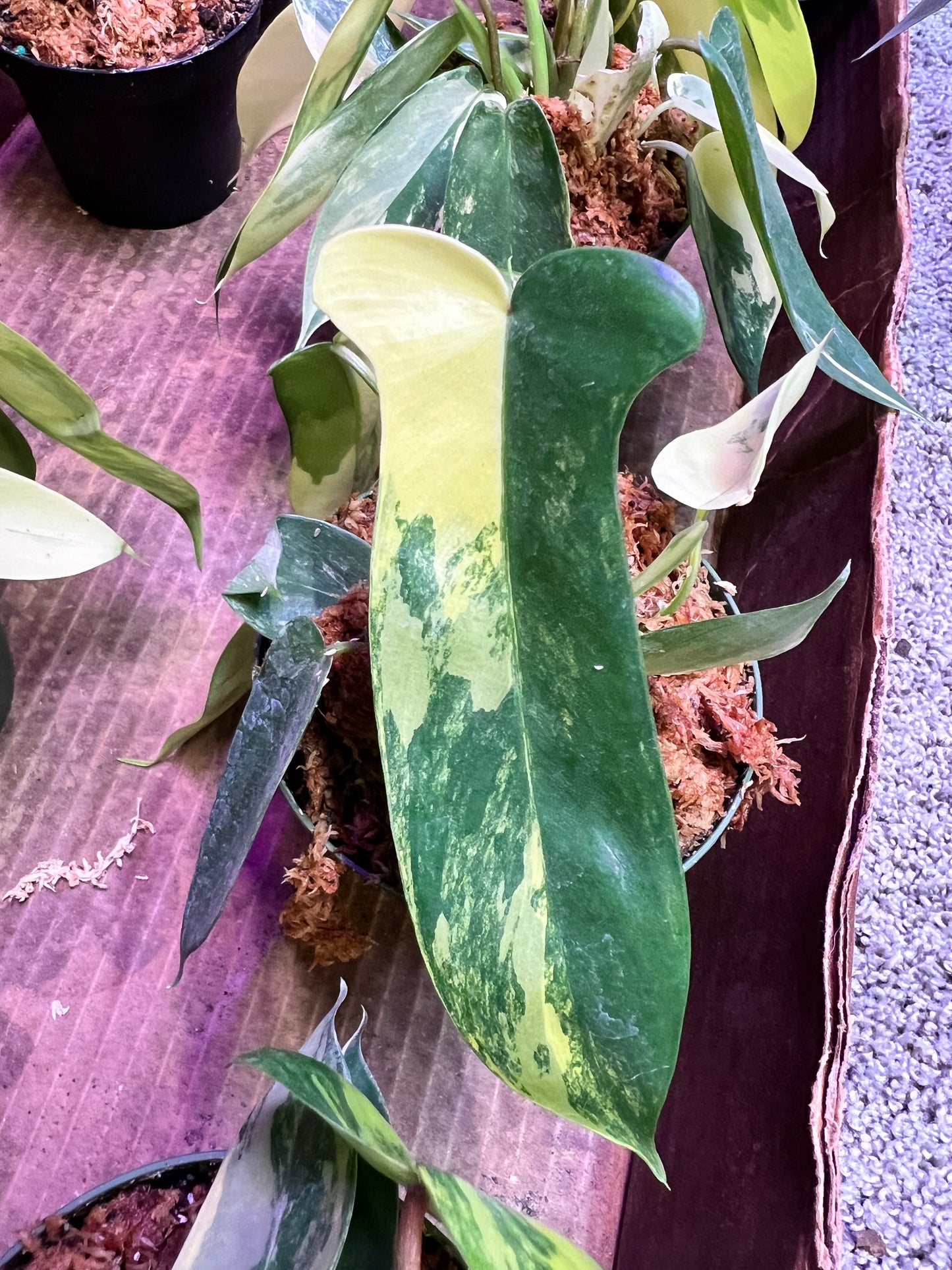 Philodendron Variegated Florida Beauty