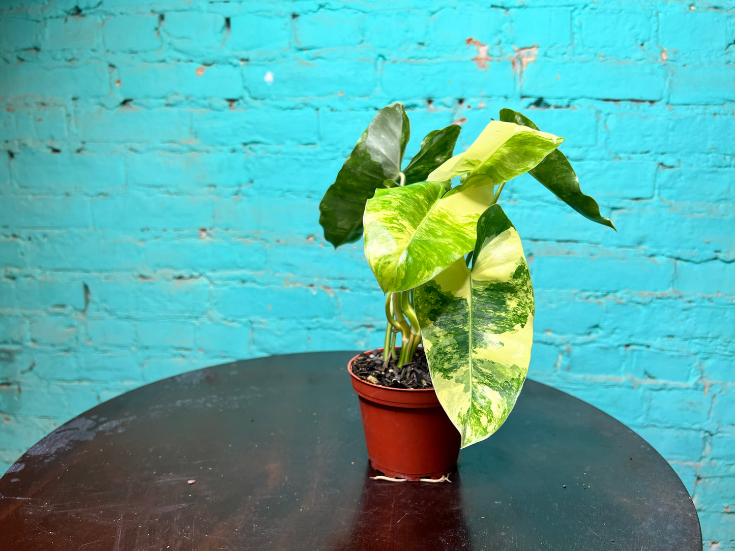 Philodendron Burle Marx Variegated 4”