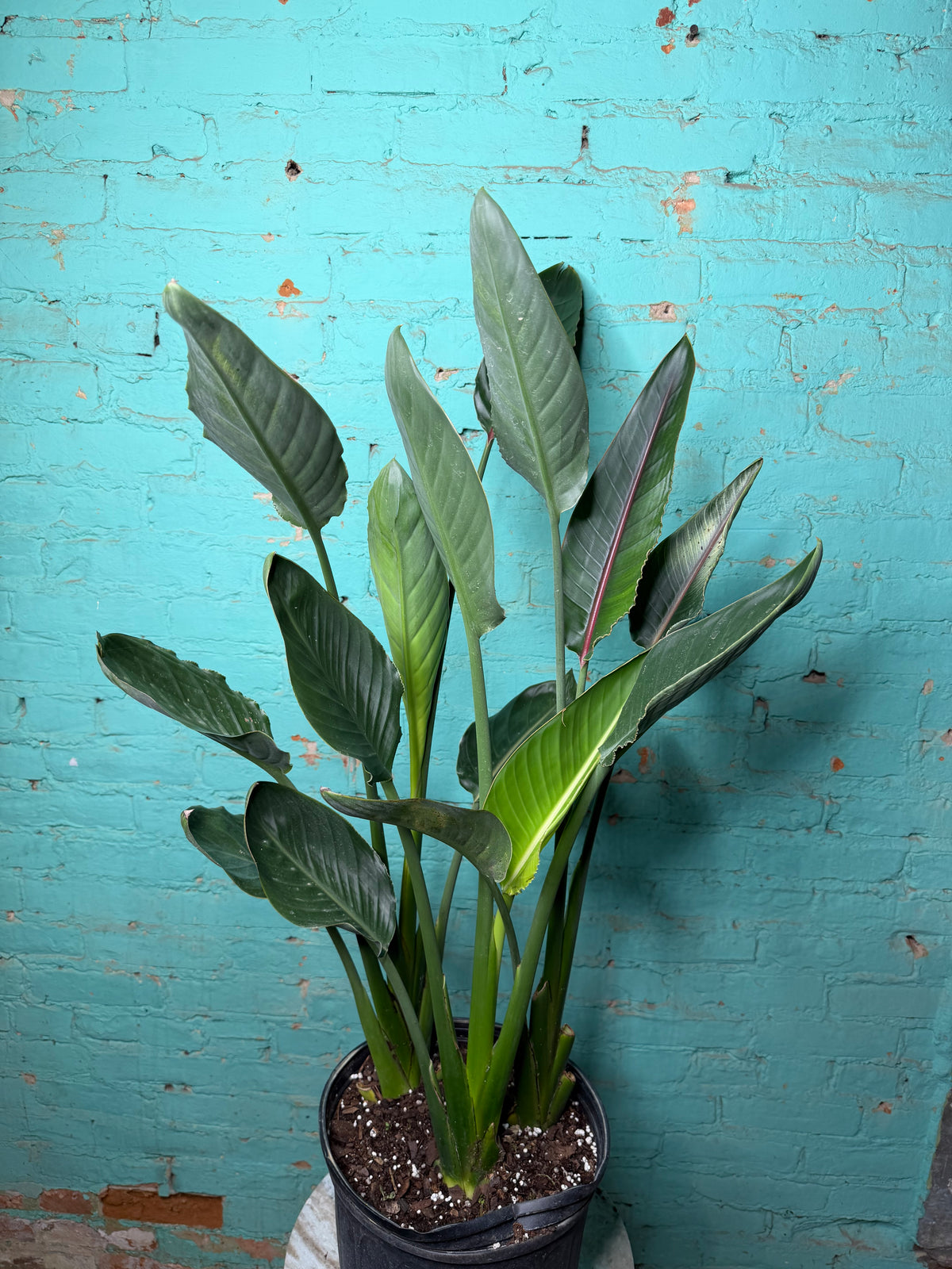 Bird Of Paradise-Orange 10” 39”-41”