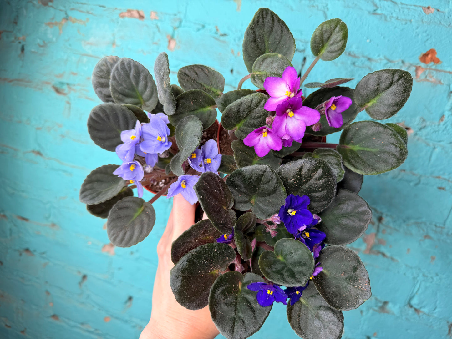 African Violet 4”