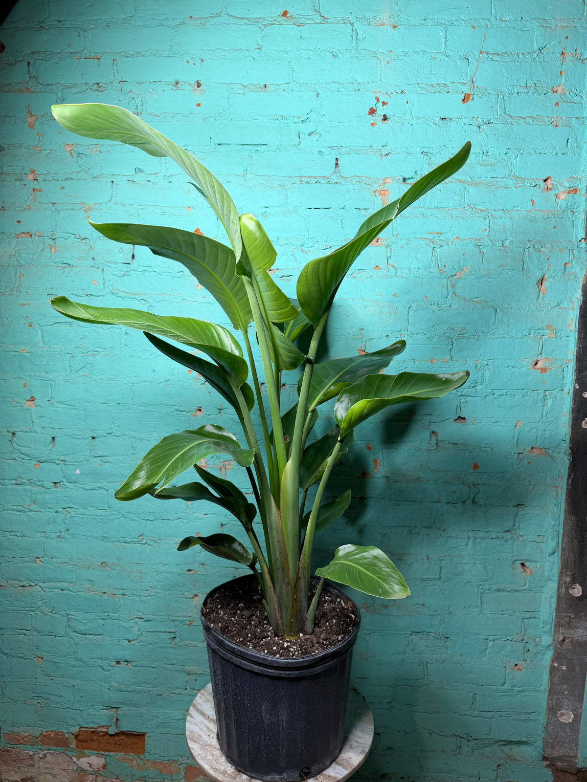 Bird of Paradise White 10 39”-42”