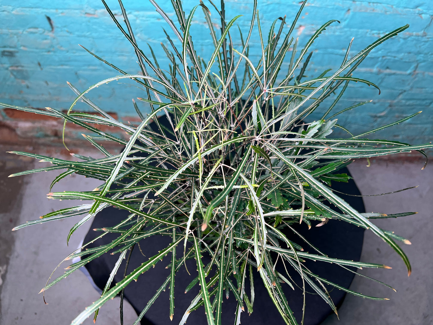 Aralia Elegantissima 6”
