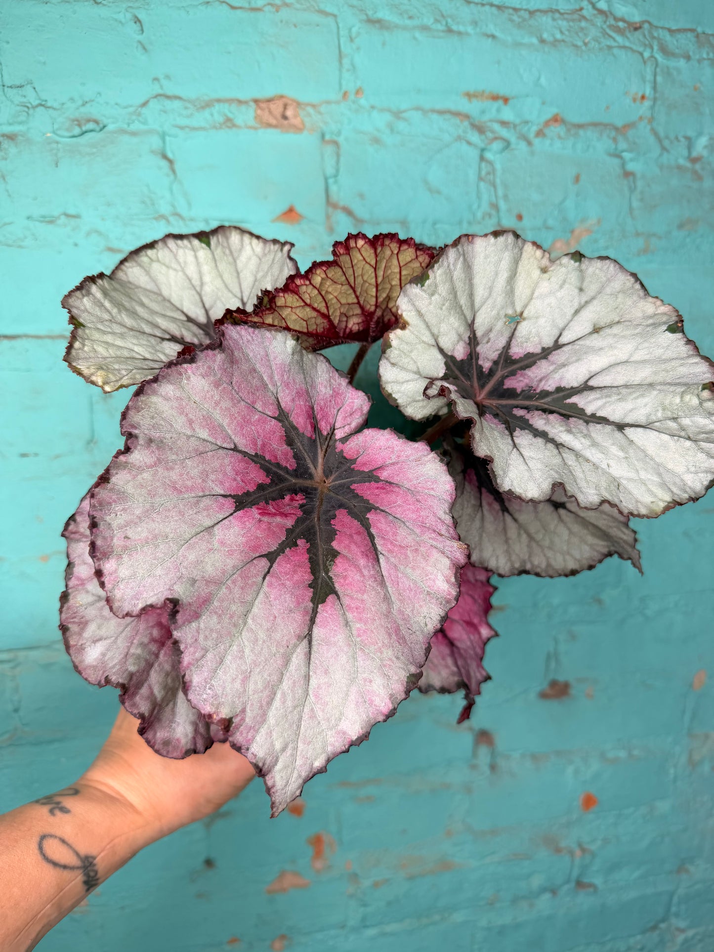 Begonia Rex 4”