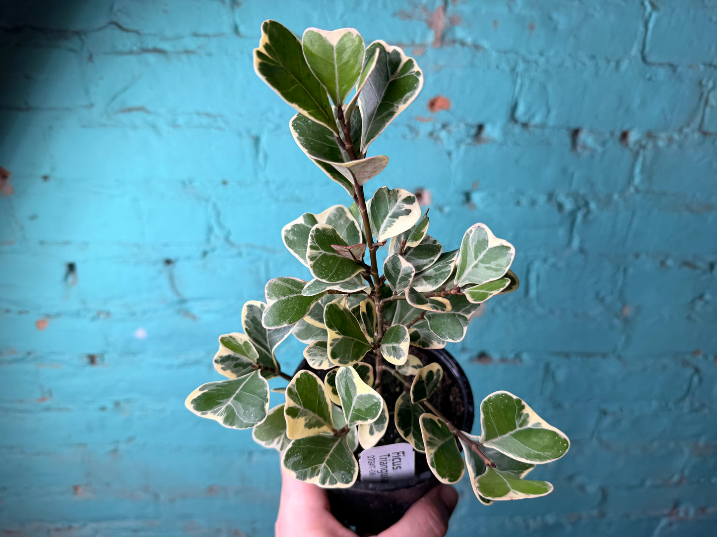 Ficus Triangularis 4”