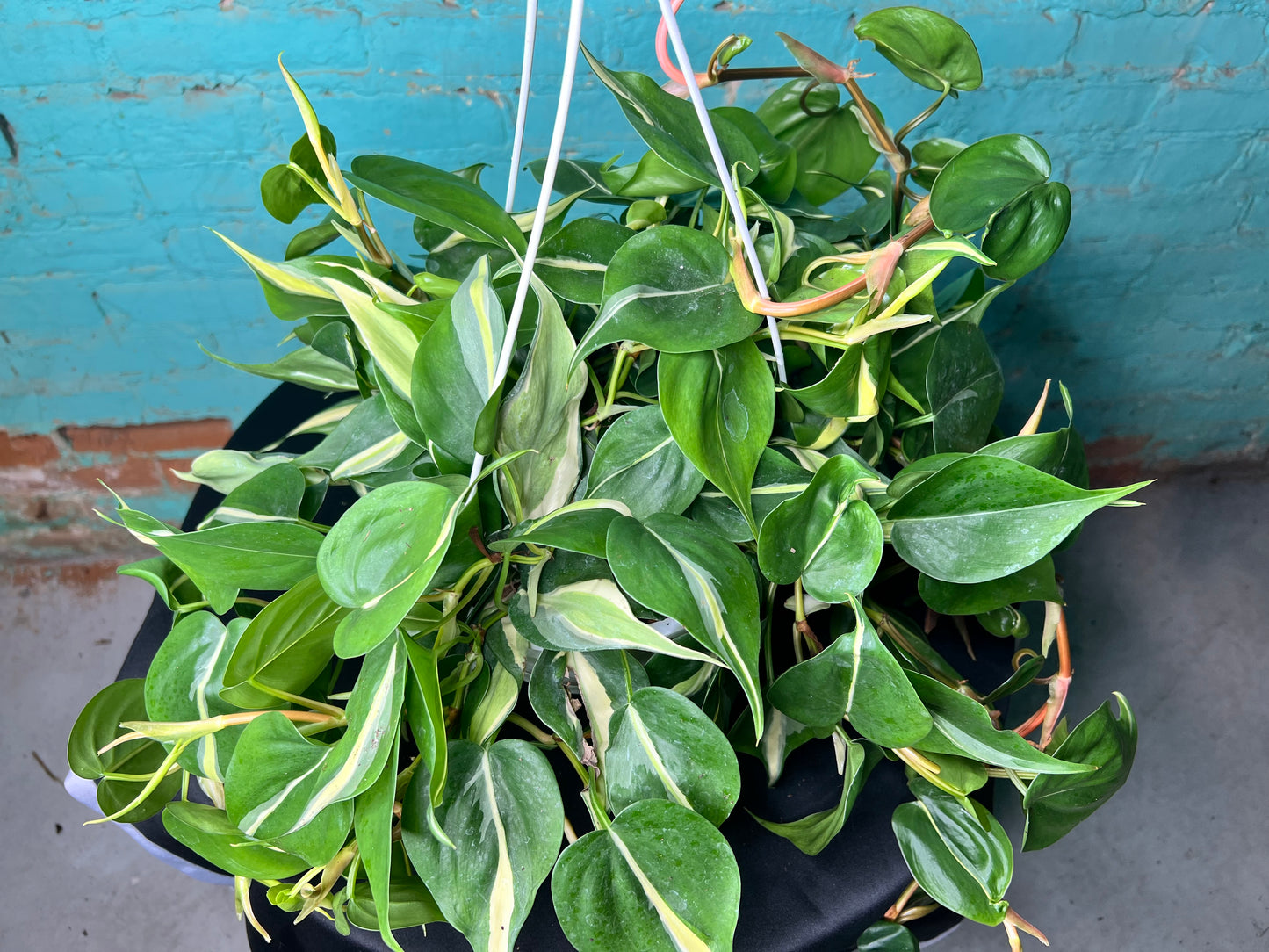 Philodendron Silver Stripe 8” basket