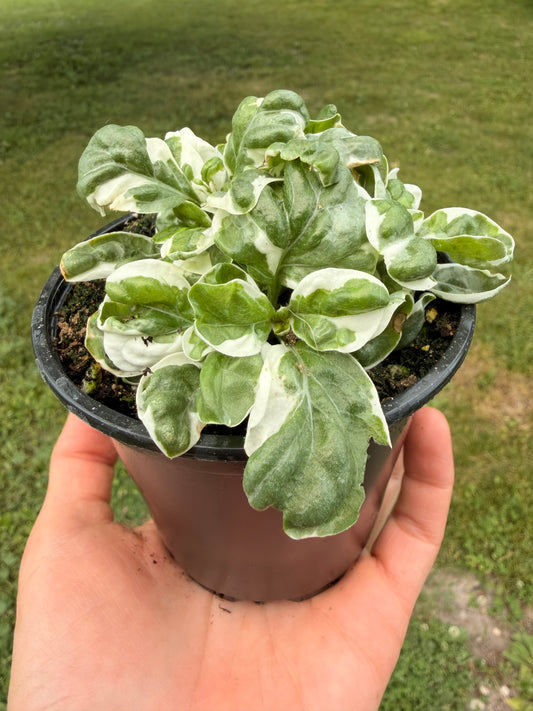 Alternanthera ‘Snow Ball’ 4”