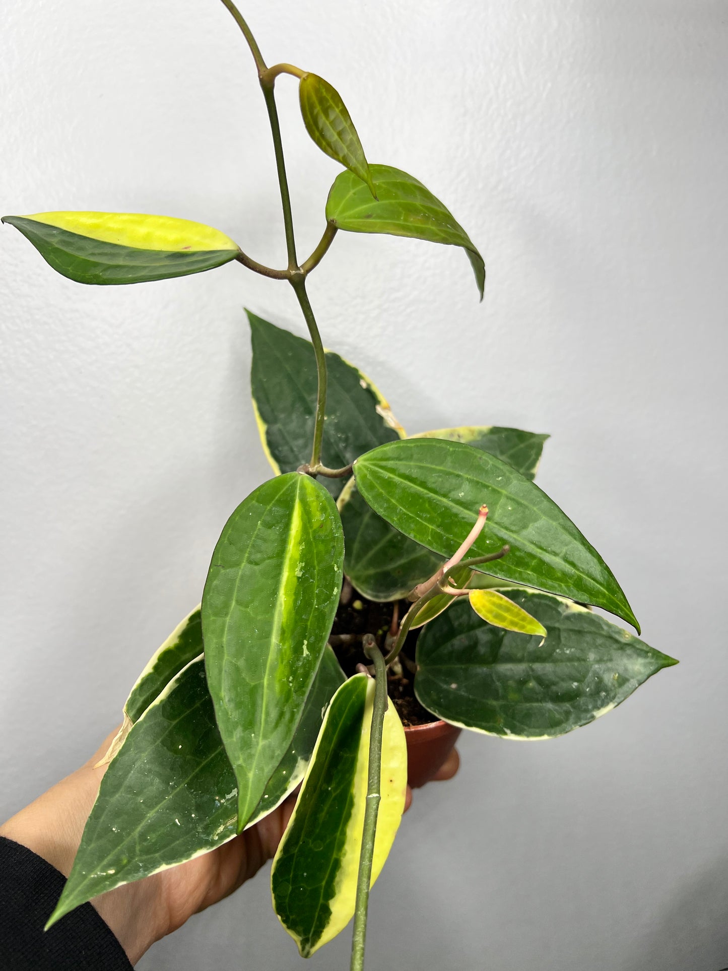 Hoya Macrophylla Variegata 4” (Pot of Gold)