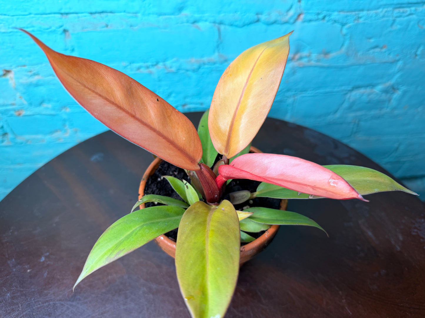 Philodendron Prince of Orange  4” (Clay)