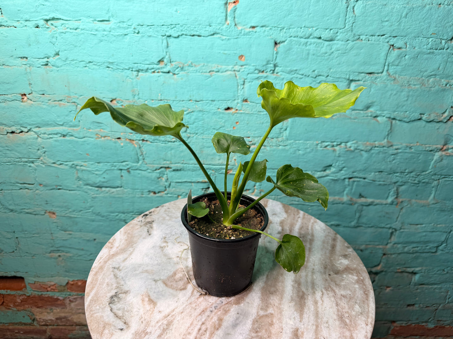 Philodendron Selloum (Hope) 4”