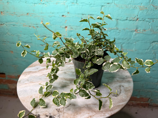 Creeping fig Variegated 4”