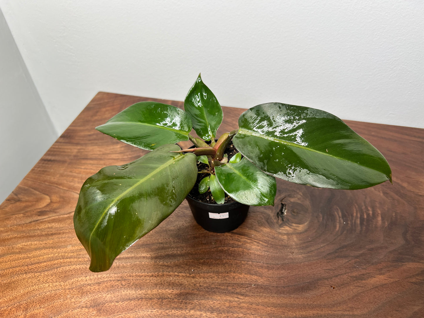 Philodendron Black Cardinal