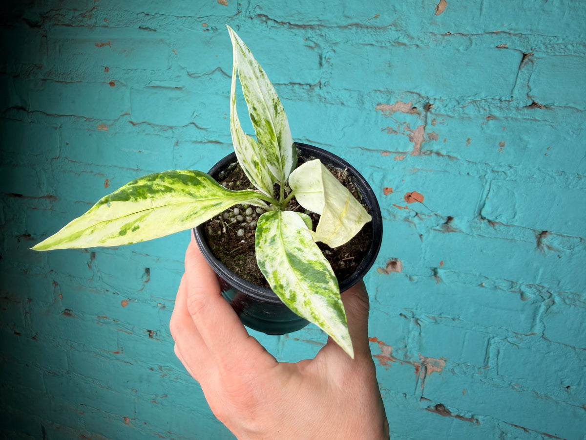 Anthurium Vittarifolium Variegated 4”