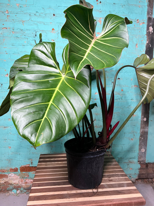 Philodendron Summer Glory 10”