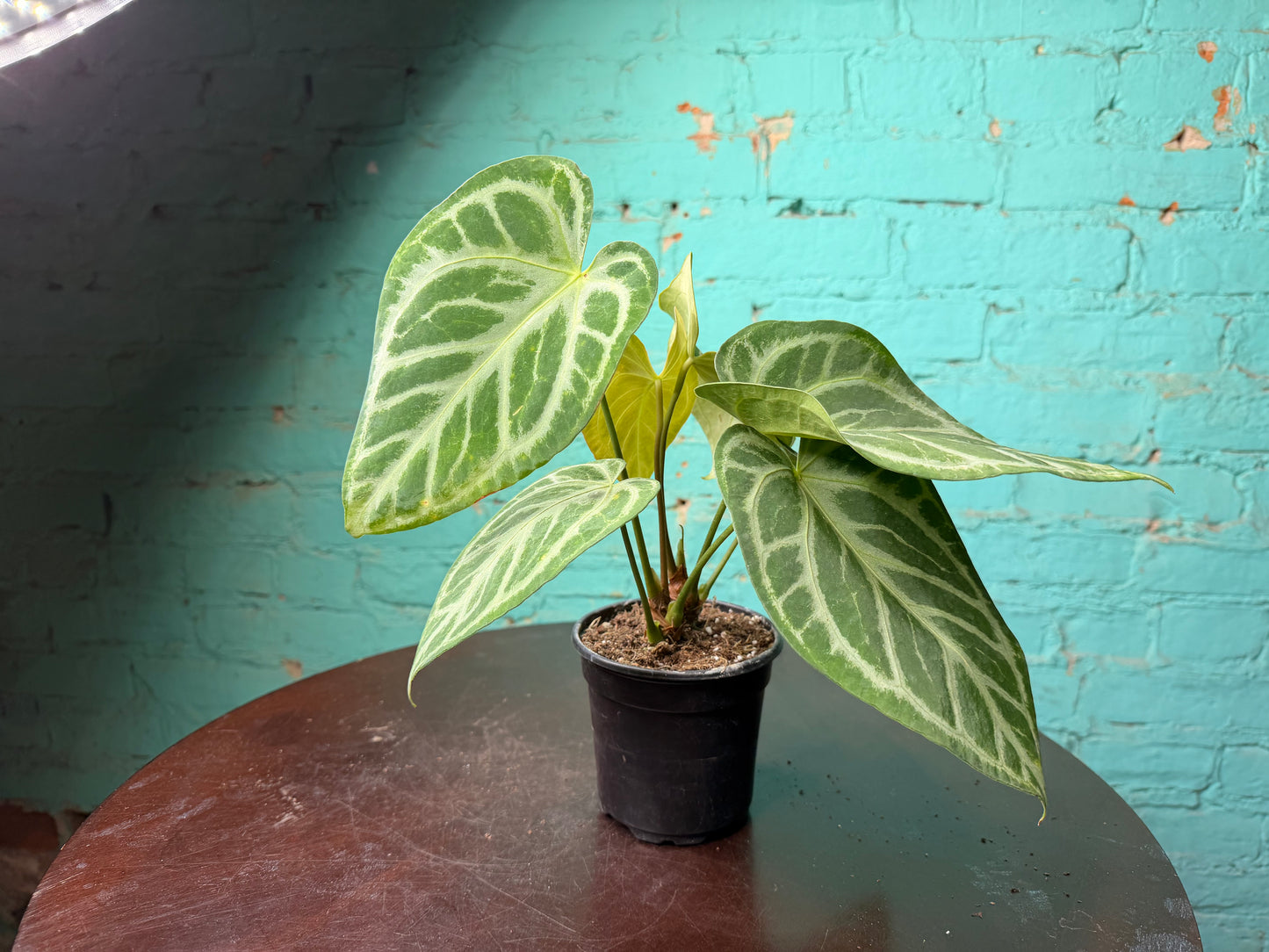 Anthurium Silver Blush Mint 4”