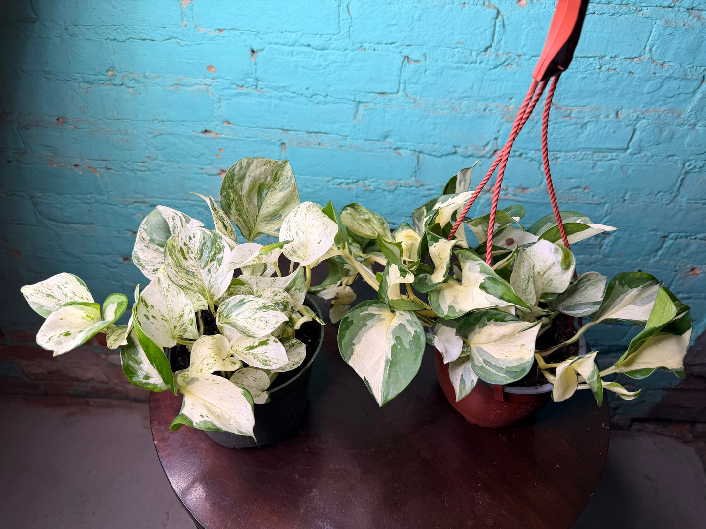 Pothos Ivory Night 6” Basket