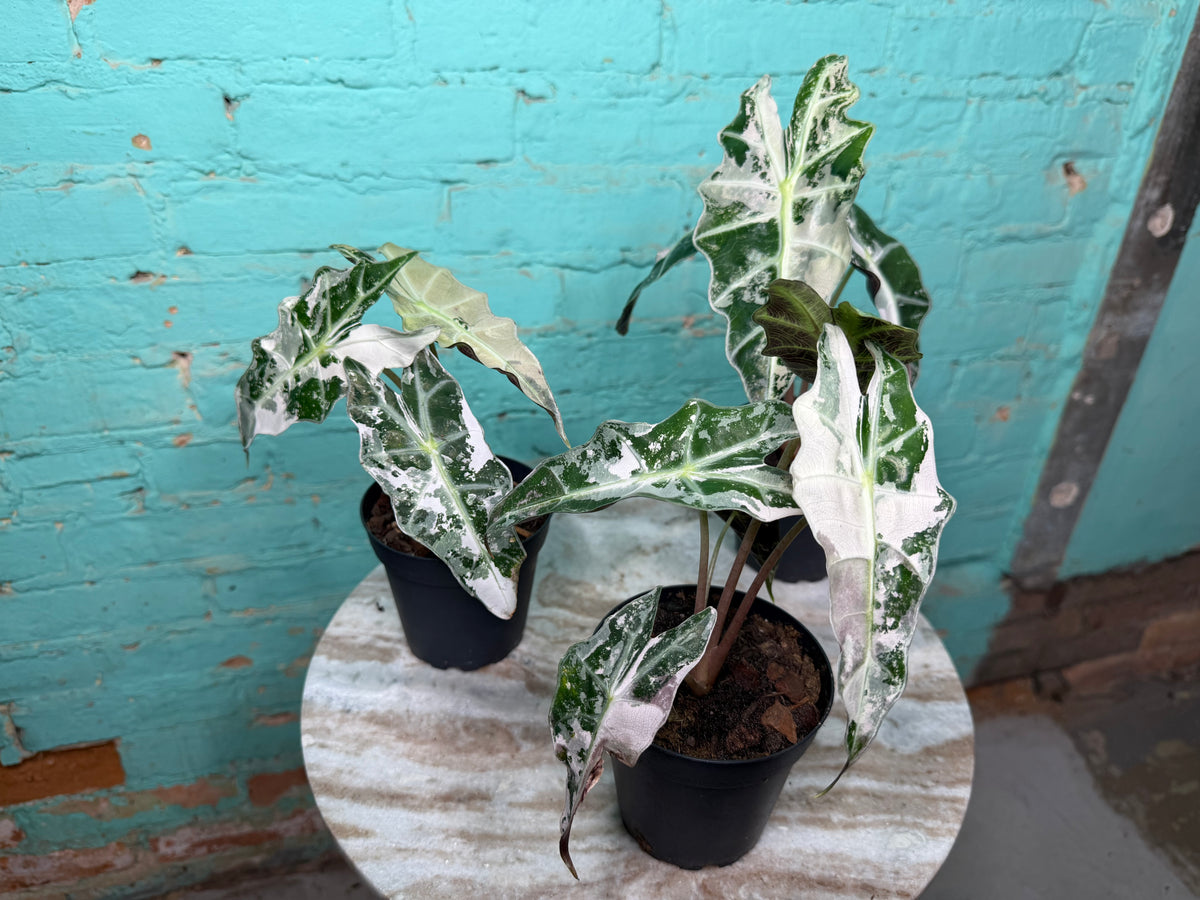 Alocasia Pink Polly 4” (Not TC)