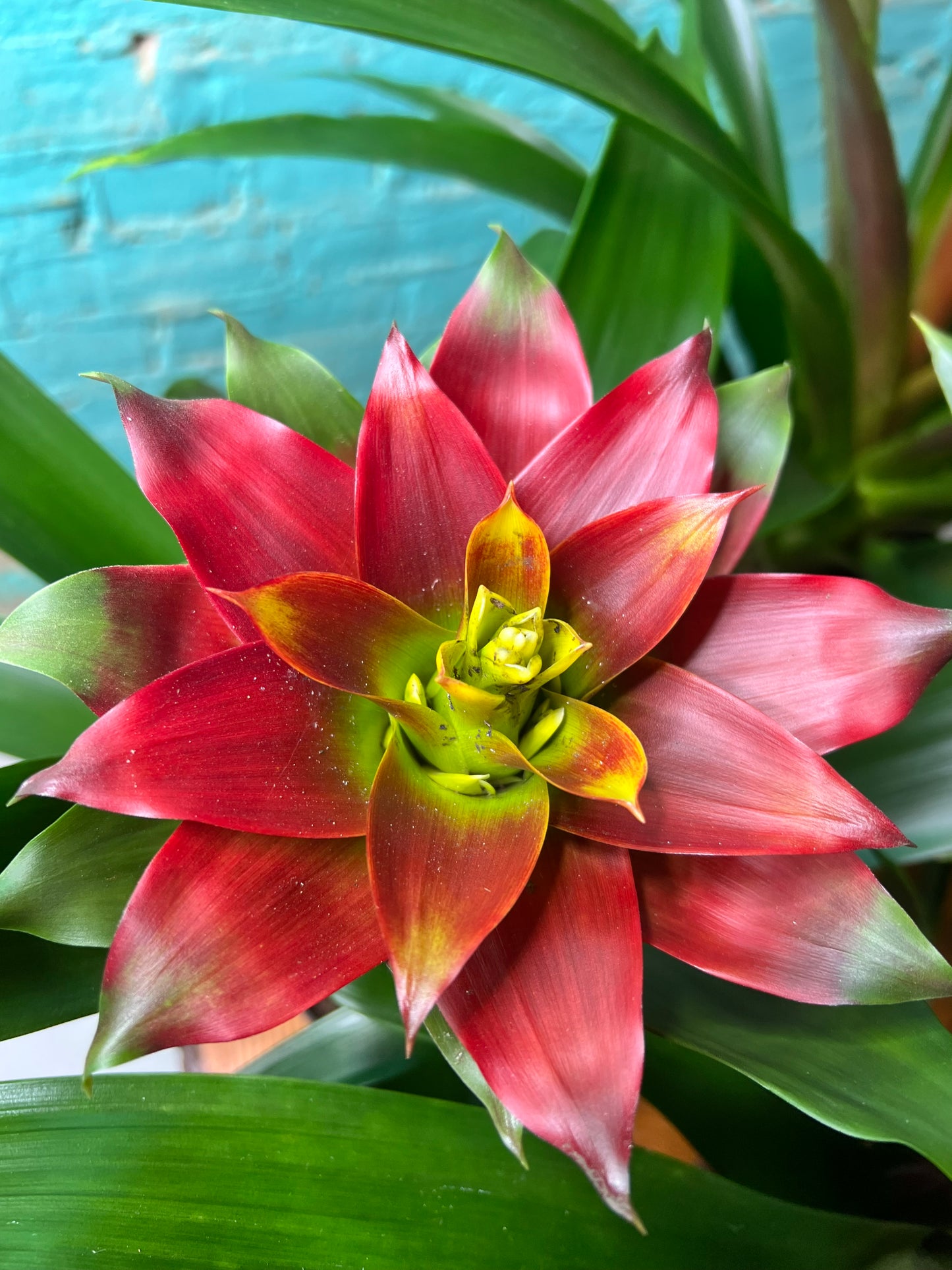 Bromeliad 6”