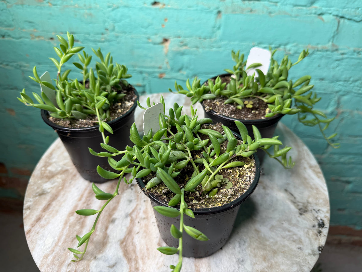 String of Bananas 4”