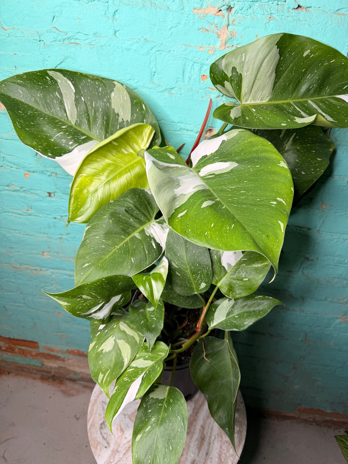Philodendron White Princess 10”