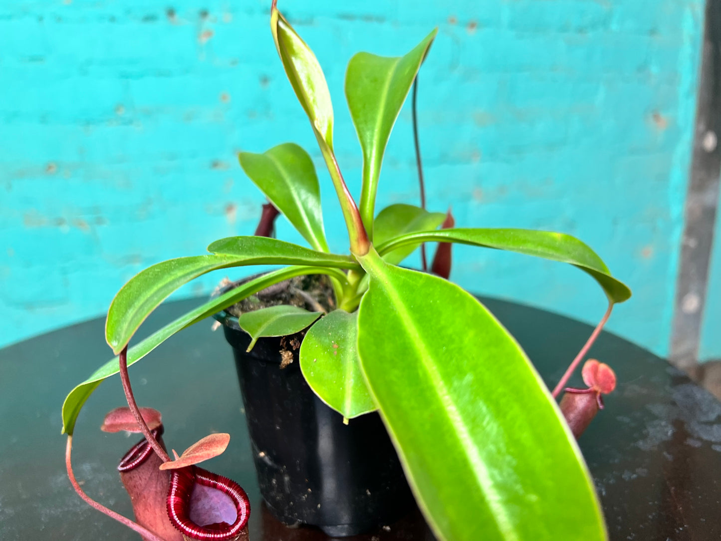 Nepenthes Pitcher Plant “Lowii” 4”