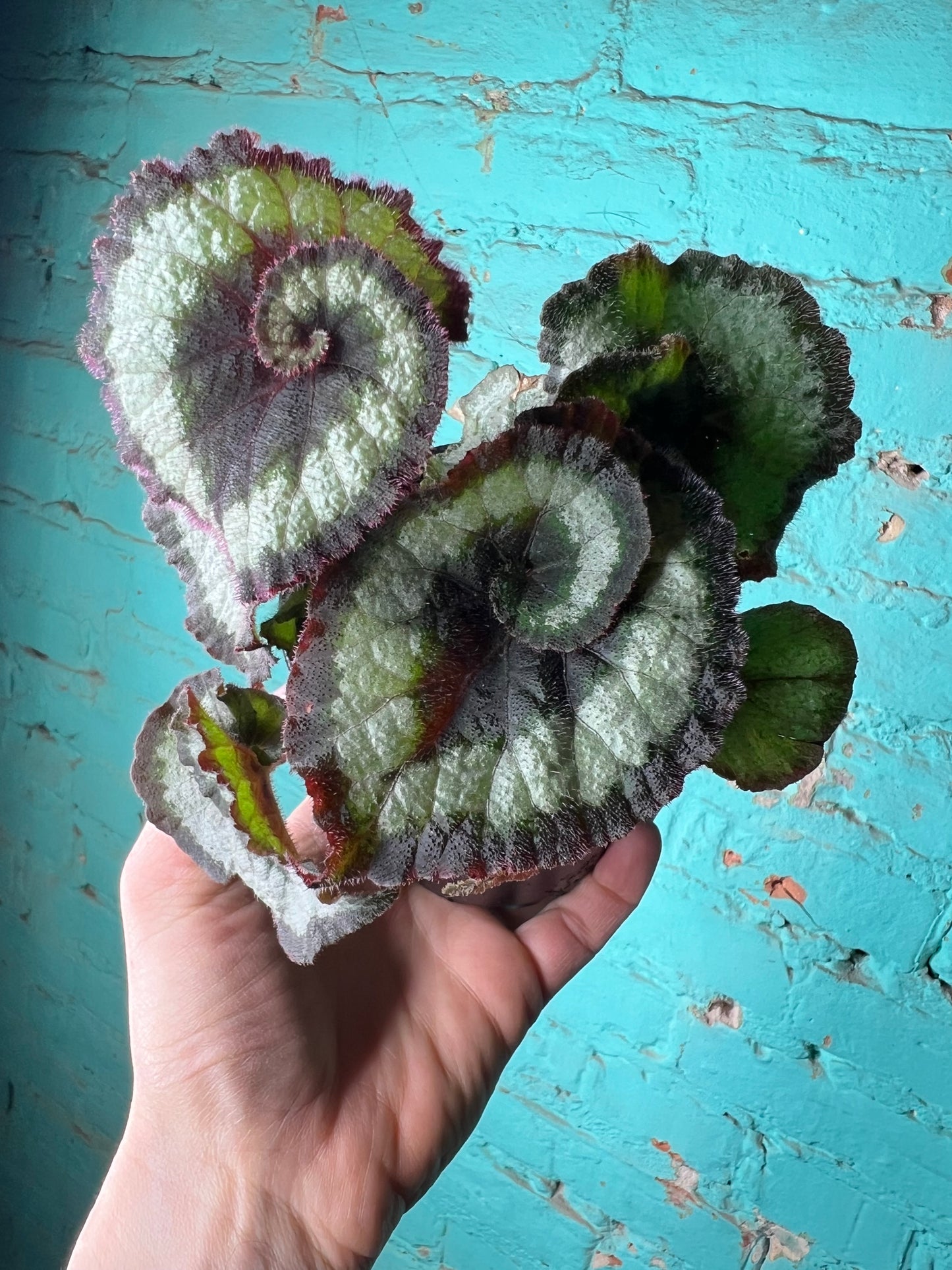 Begonia Escargot (curly)