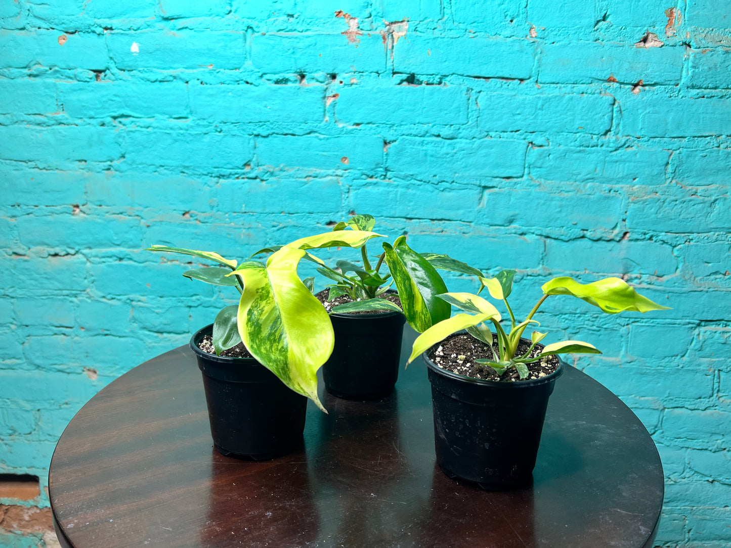 Philodendron Florida Beauty Variegated 4”