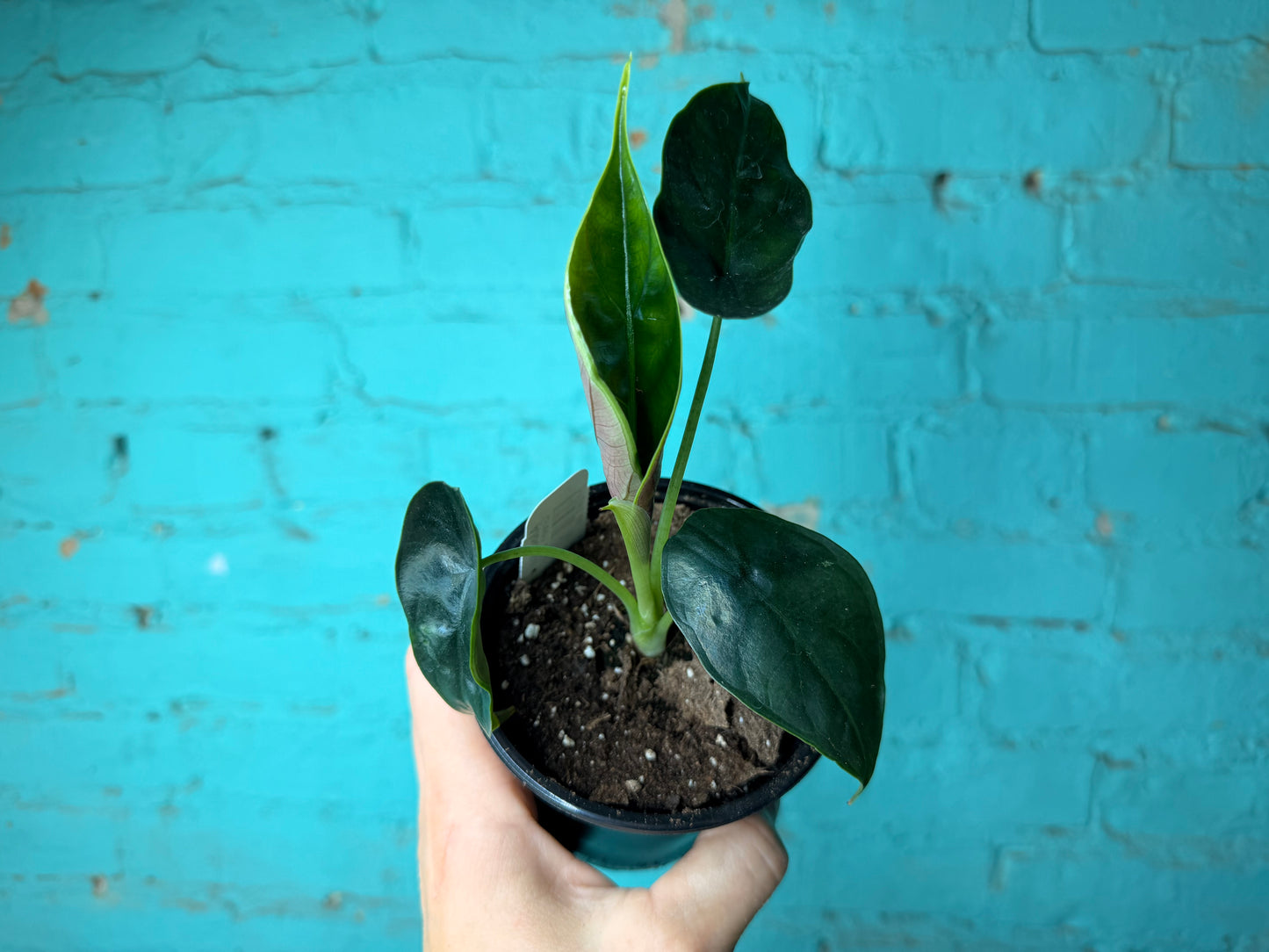 Alocasia Green Unicorn  4”