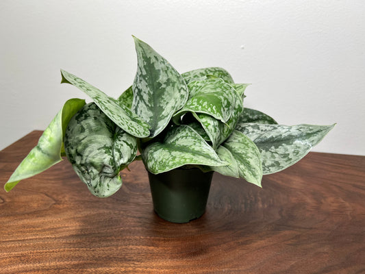 Scindapsus Pictus (Satin Pothos)