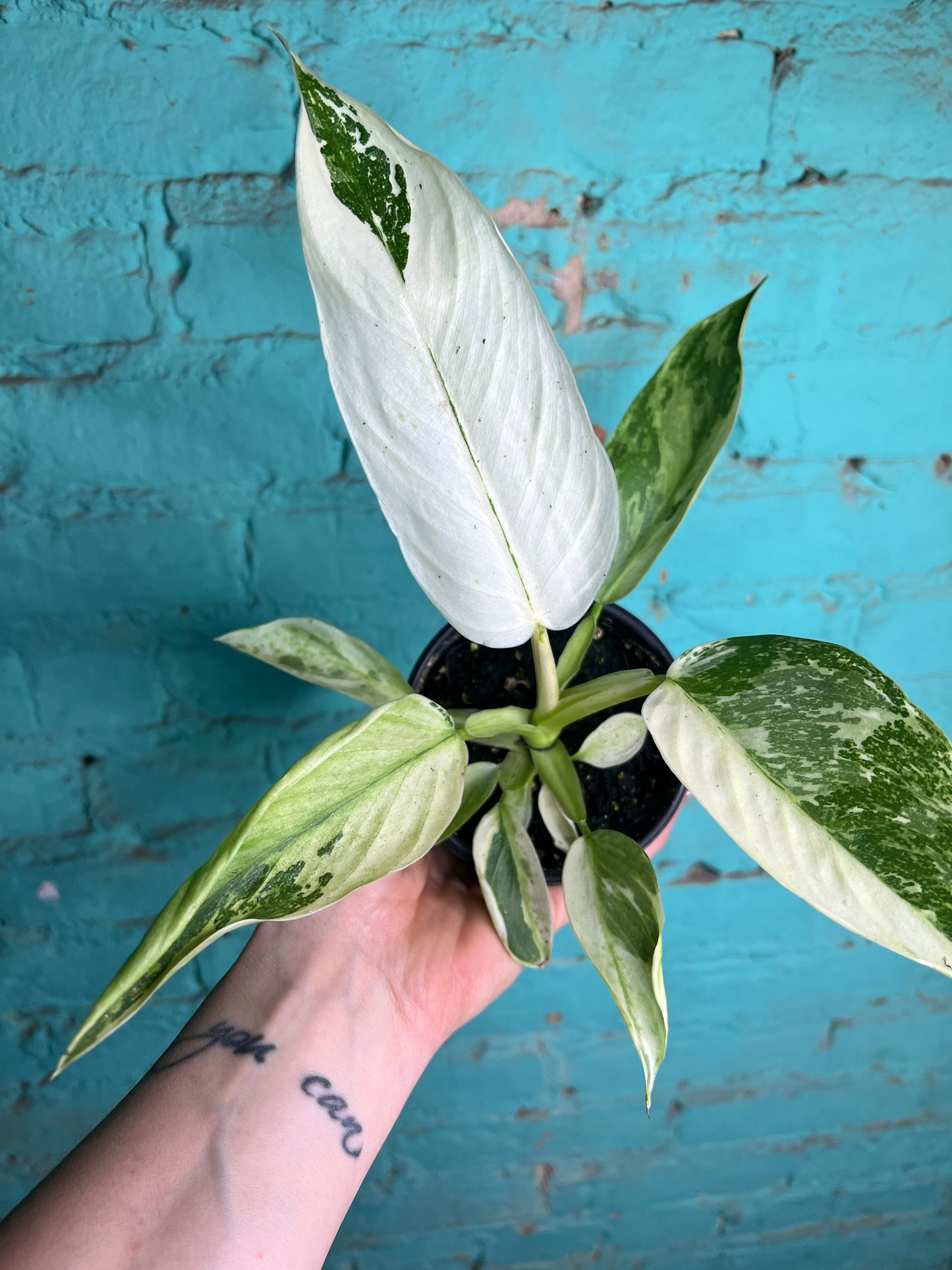 Philodendron Jose Buono Albo 4”