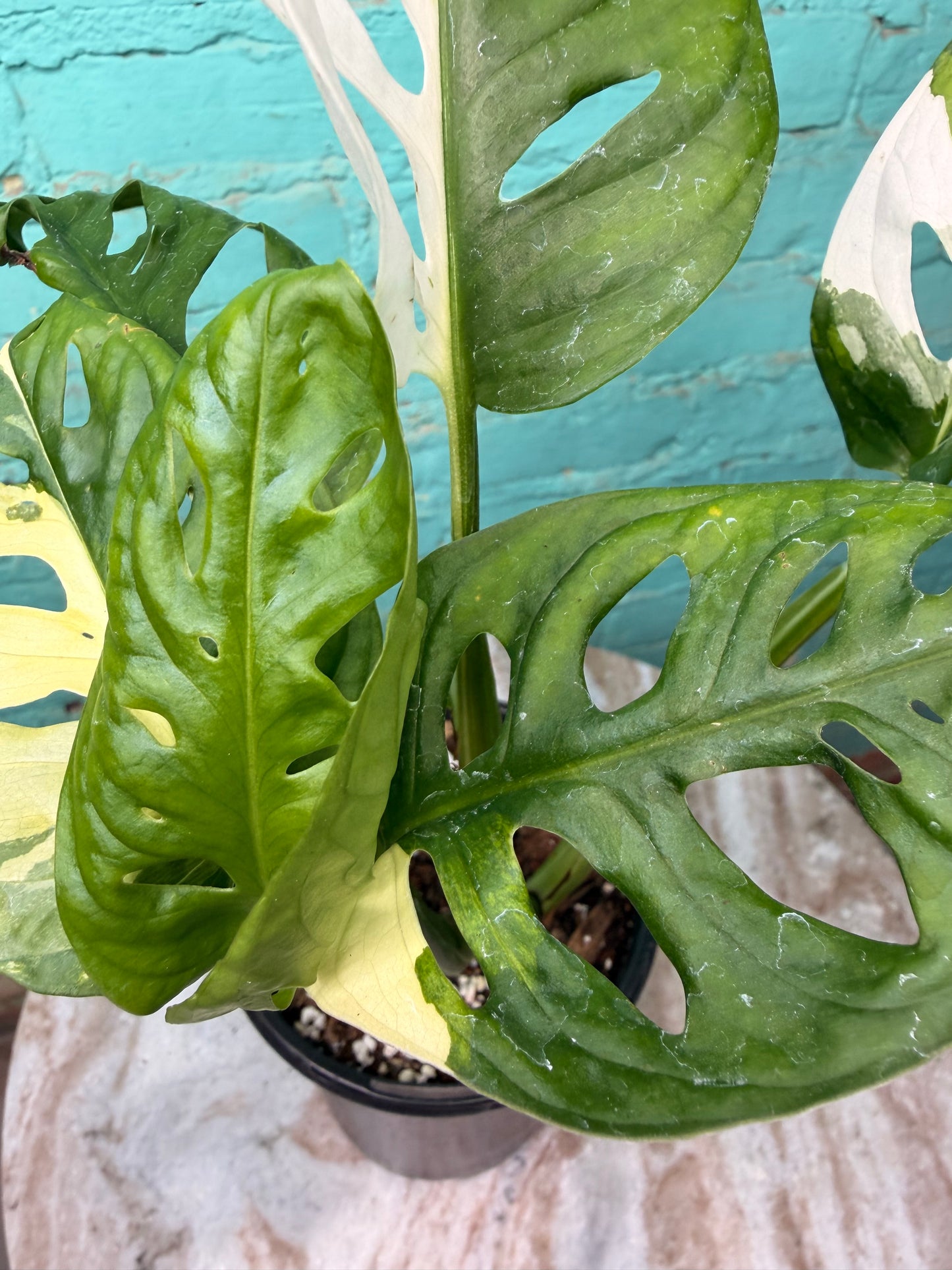 Monstera Adansonii Albo 5”