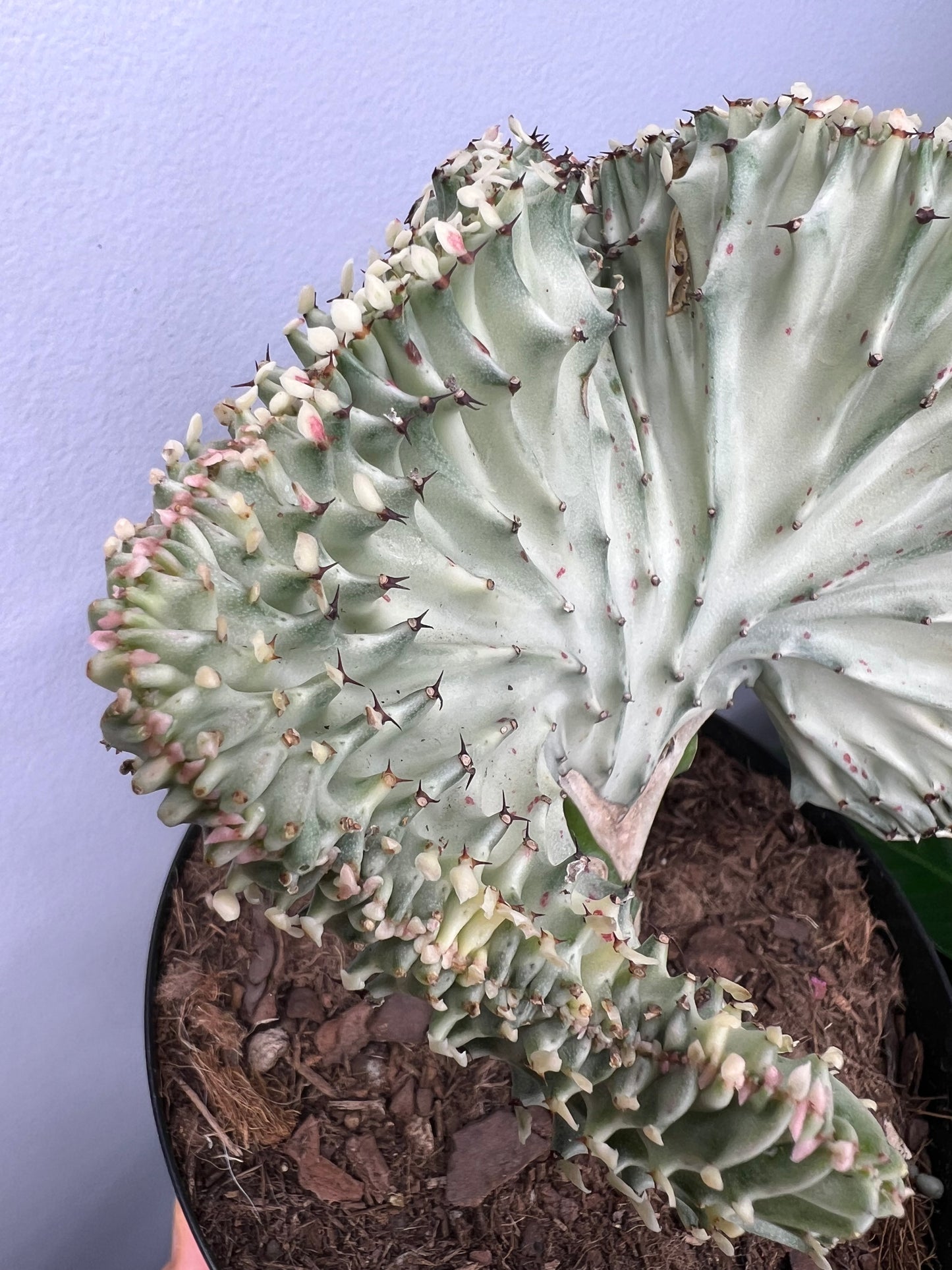 Mermaid Tail- Euphorbia Lactea